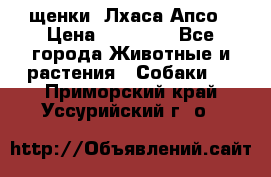 щенки  Лхаса Апсо › Цена ­ 20 000 - Все города Животные и растения » Собаки   . Приморский край,Уссурийский г. о. 